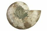 Cut & Polished Ammonite Fossil (Half) - Madagascar #341211-1